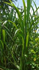 corn field in the morning