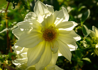 White colorful flowers blooming in the higher altitude of the Himalayan region

