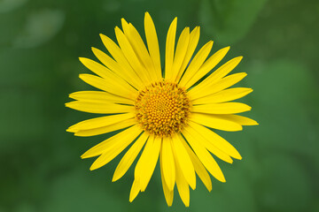 Obraz premium yellow Daisy on a blurry green background close-up, top view