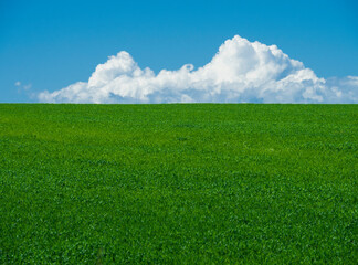 A green field and a flat horizon over which are white cumulus clouds against a blue sky.