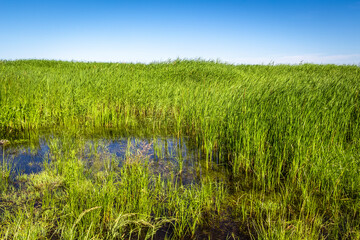 Obraz premium Spring flooding of the coast of the countryside.