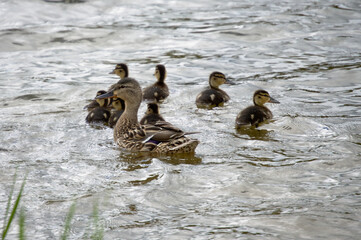 Little ducklings are arranged in a circle and look in different directions, learning the world around them. But the duck mom makes sure that they are not in danger.