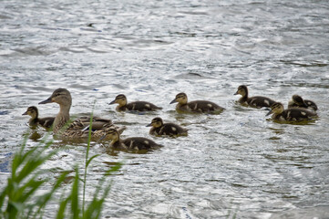 Duck with ducklings swimming on a boat trip. The adult duck teaches them how to stay on the water, look for food and monitor possible threats.