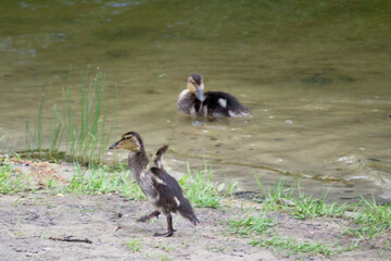 The little duckling wants to imitate adults and, on the run, spread its wings, which have not yet grown, is trying to fly.