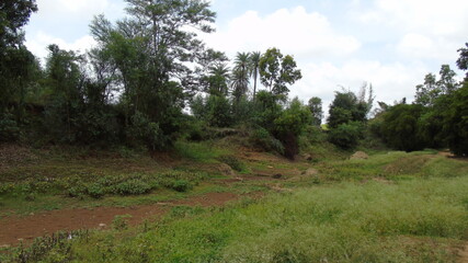 Obraz premium forest in the morning