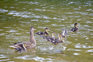 A wild duck floats in the water with its little ducklings and is very careful that they are not in danger.