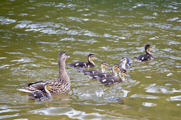 A wild duck floats in the water with its little ducklings and is very careful that they are not in danger.