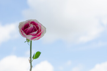 Pink rose isolated on white cloud and sky background.