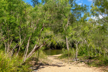 Fototapeta na wymiar Pedestrian path on sand leads to Barron River near Kuranda in Tropical North Queensland, Australia