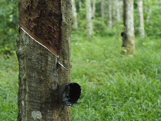 Milky latex extracted from rubber tree, Para rubber tree plantation in Southern of thailand and...