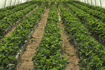 Fototapeta na wymiar Rows of strawberry seedlings growing in greenhouse