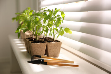 Gardening tools and green tomato seedlings in peat pots on white windowsill indoors