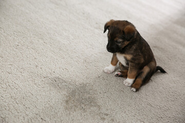 Adorable puppy near wet spot on carpet indoors. Space for text