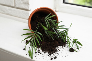 Overturned terracotta flower pot with soil and plant on white windowsill indoors