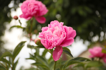 Beautiful blooming pink peony outdoors, closeup view