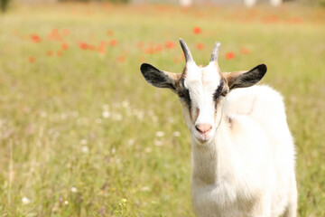 Naklejka na ściany i meble Cute goat in field, space for text. Animal husbandry