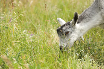 Cute grey goatling grazing in green field, closeup. Animal husbandry