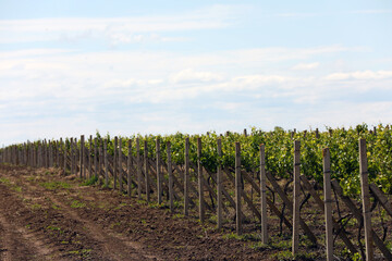 Fototapeta na wymiar Beautiful vineyard on sunny day. Agricultural field