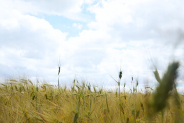 Beautiful agricultural field with ripening cereal crop