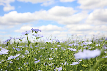 Obraz premium Closeup view of beautiful blooming flax field