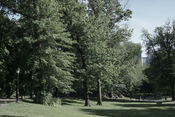 trees in central park