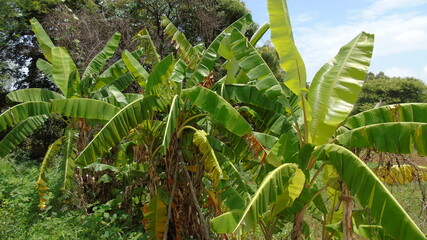banana tree in the garden
