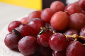 Cockroach on grapes in kitchen, closeup. Pest control