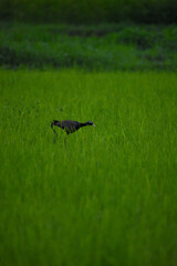 Waterhen in the grass