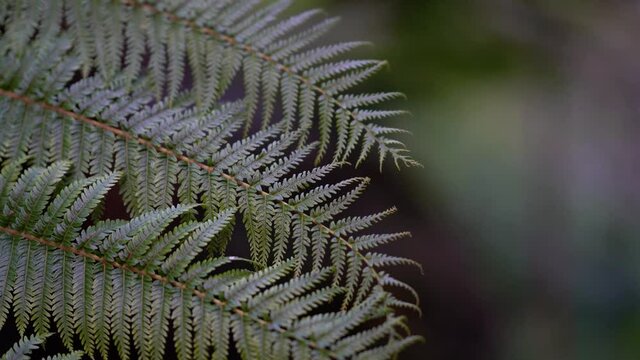 A closeup on green firn leaves with a blured background.