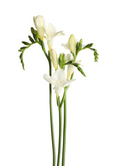 Beautiful blooming freesia flowers isolated on white