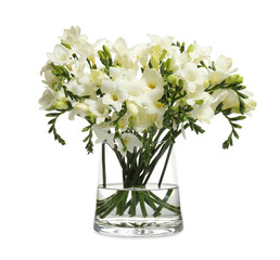 Beautiful tender freesia flowers on white background