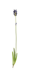 Fototapeta na wymiar Beautiful fresh lavender flower isolated on white