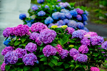法花寺の紫陽花