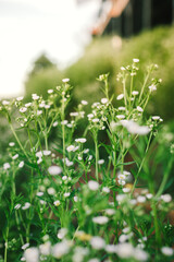 fresh herbs in a garden
