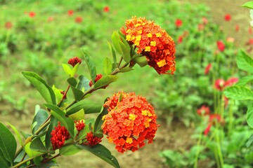 red and yellow flowers