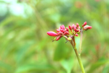 Fototapeta premium red flower in the garden