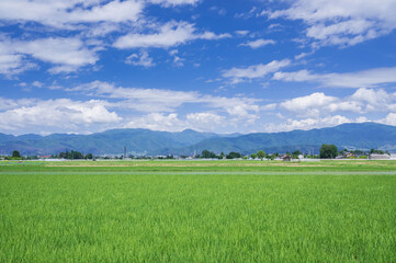 さわやかな田んぼと空と山　松本市