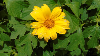 yellow flowers in the garden