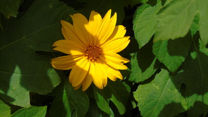 yellow flower on green background