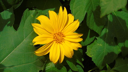 yellow flower on green background