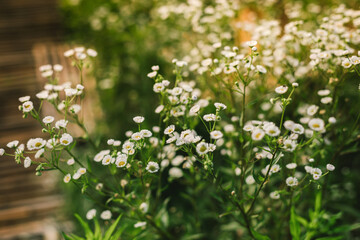 flowers in the garden