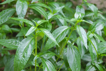 Group fresh green leaves andrographis paniculata or kariyat tree (fah talai jone), a Thai traditional herb and has antipyretic properties close-up.