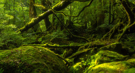 世界遺産屋久島 光さす苔むす森の風景