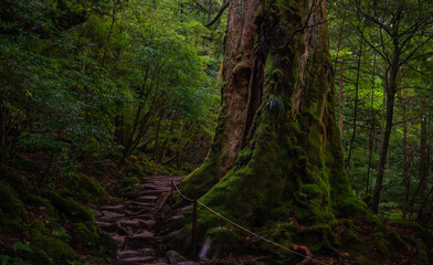 世界遺産屋久島 苔むす森の屋久杉（七本杉）