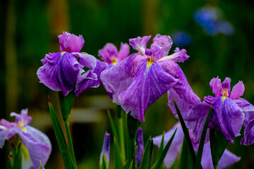 法花寺のハナショウブ