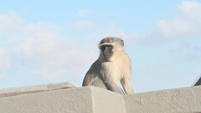 Vervet Monkey sitting on a beige wall looking left with clouds in background