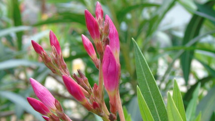 pink flower in the garden