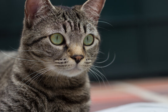 gato plomo rayas negras mirando fijamente a un punto