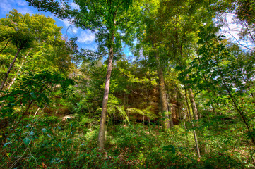 Fototapeta premium big trees in the forest
