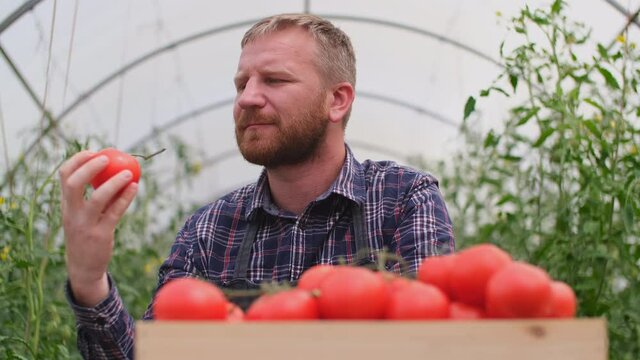 Farmer businessman, Growing tomatoes, Vegetable business, Greenhouse with tomatoes, Successful Farm Owner. Successful farmer businessman with a box of tomatoes